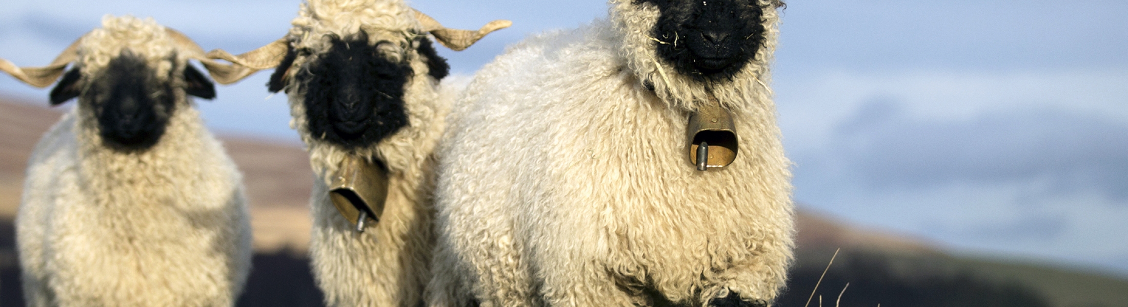 Sheep CIDRs OVIBREED